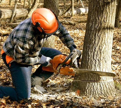 Tree Removal in New Hudson, MI